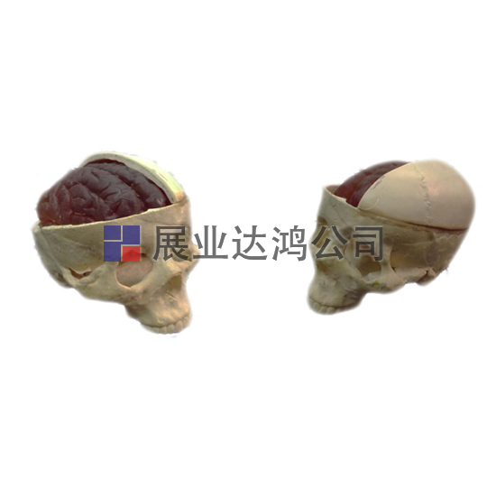 <b>英國PI 露出大腦的正確頭骨模體</b>