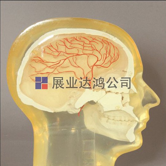 <b>美國RSD RS-240血管造影頭部模體</b>