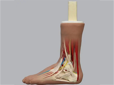 解剖教學(xué)模型