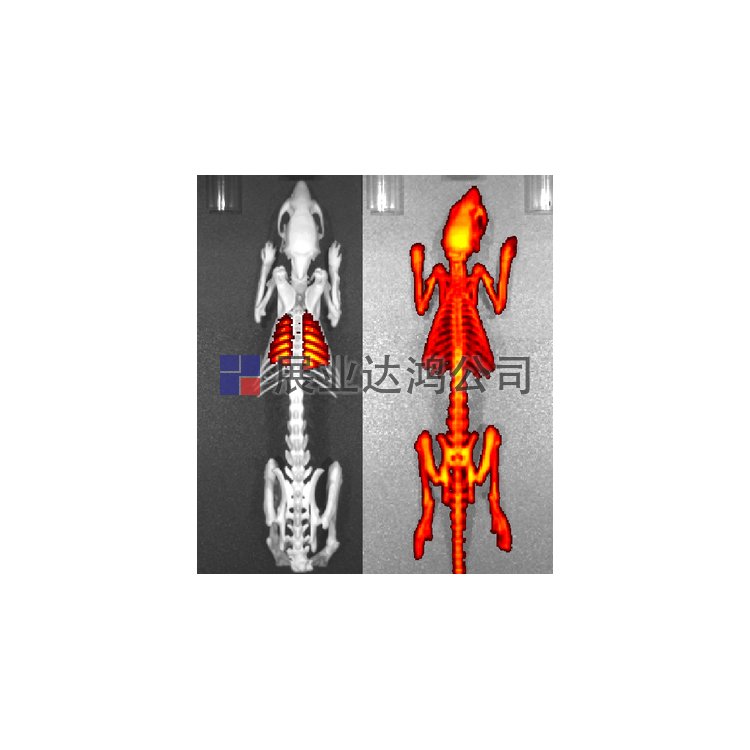 <b>Phantech 熒光老鼠模體</b>