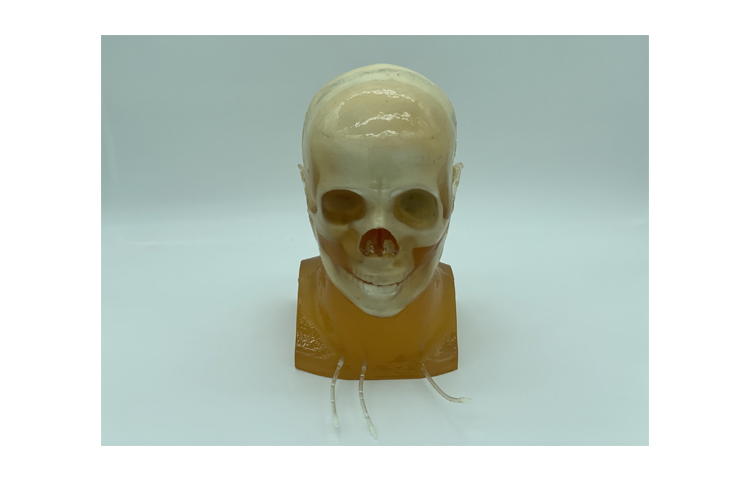 加拿大Truephantom標(biāo)準(zhǔn)成人頭部模體