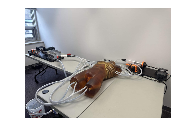 加拿大Truephantom 動(dòng)態(tài)成人人體軀干模體