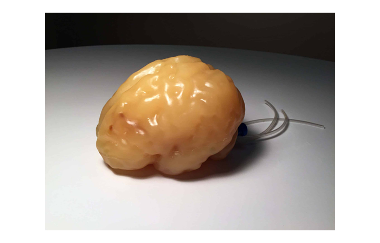 加拿大Truephantom成人大腦模體