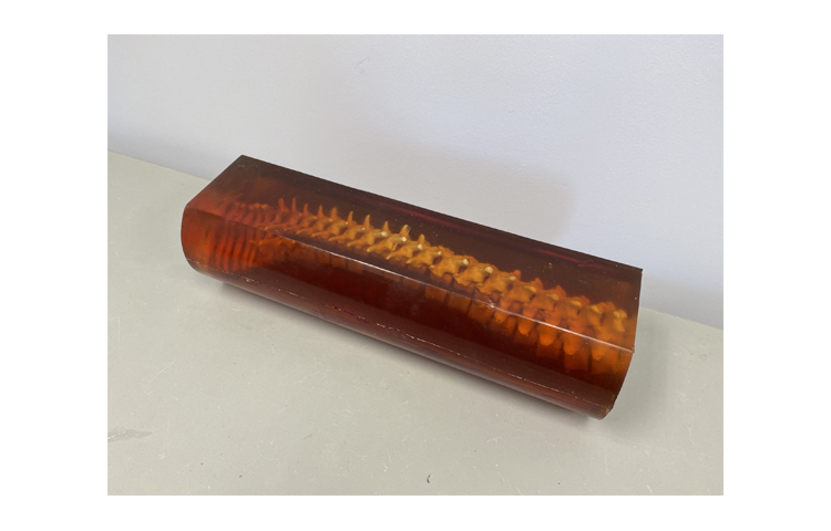 加拿大Truephantom成人脊柱模體