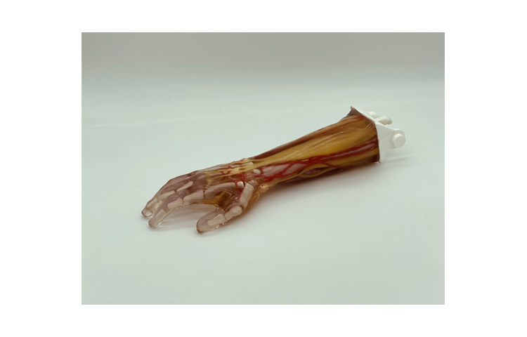 加拿大Truephantom成人手臂模體